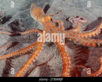 Pieuvre tachetée blanche (Callistoppus Octopus macropus) la nuit. Site de plongée El Cabron Marine Reserve, Arinaga, Gran Canaria, Espagne, Océan Atlantique Banque D'Images