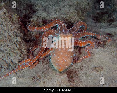 Pieuvre tachetée blanche (Callistoppus Octopus macropus) la nuit. Site de plongée El Cabron Marine Reserve, Arinaga, Gran Canaria, Espagne, Océan Atlantique Banque D'Images