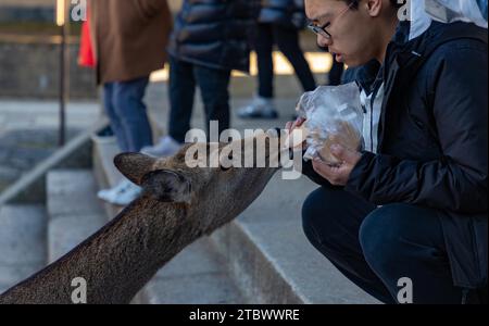 Une photo d'un cerf sika prenant un craquelin d'un jeune touriste masculin au parc de Nara (Nara) Banque D'Images