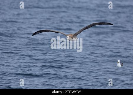 Albatros à pieds noirs (Phoebastria nigripes) dans l'océan Pacifique Nord. L'un des plus grands oiseaux de mer sur Terre avec une envergure moyenne d'un peu plus de 7 Banque D'Images