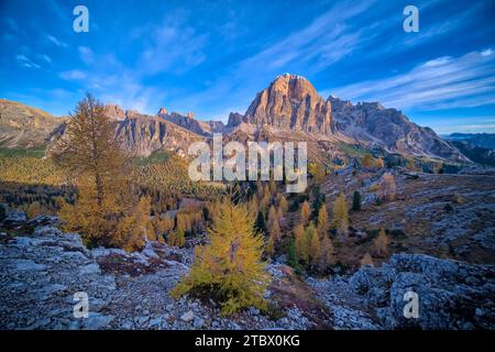 La formation rocheuse Tofana, entourée de mélèzes jaunes et de pins verts en automne, vue depuis la formation rocheuse Cinque Torri. Banque D'Images