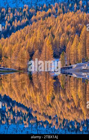 Paysage d'automne sur le lac Lago Federa avec des mélèzes jaunes reflétés dans l'eau. Banque D'Images