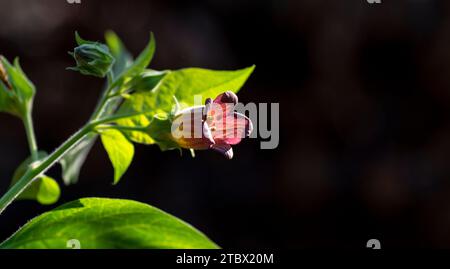 Fleurs d'Atropa belladonna, communément appelée belladonna ou mortileuse de nuit. Banque D'Images