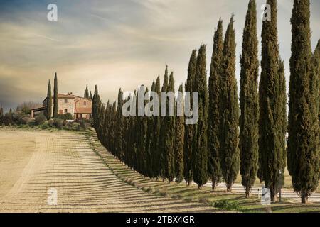 Des cyprès italiens se rangent dans une route blanche arrivant à une ferme. Sienne, Toscane, Italie, Europe. Banque D'Images