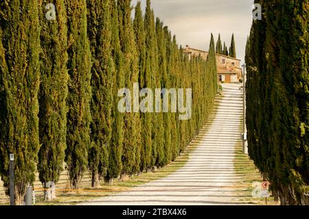 Des cyprès italiens se rangent dans une route blanche arrivant à une ferme. Sienne, Toscane, Italie, Europe. Banque D'Images