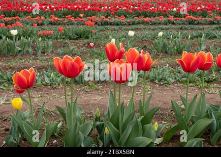 Champ de tulipes à Tulipark à Rome, Italie, mars 2022 Banque D'Images