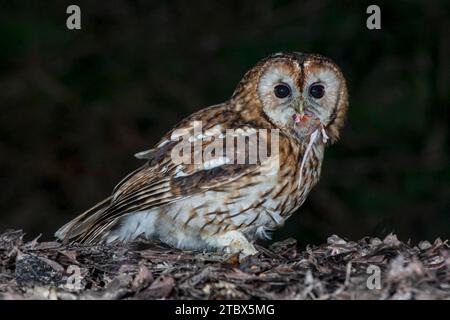 Un hibou tawny, Strix aluco, pris la nuit. Il regarde la caméra et a une proie à moitié mangée dans son bec. Un arrière-plan sombre avec espace pour le texte. Banque D'Images