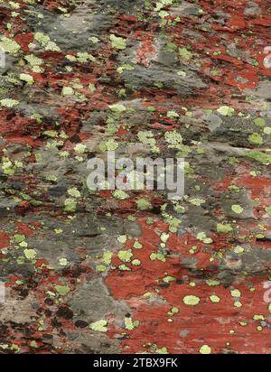 lichen vert et gris coloré sur granit rouge le long du sentier jusqu'au lac iceberg dans le parc national des glaciers, montana Banque D'Images