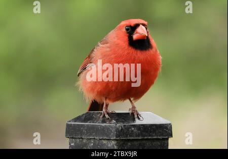 gros plan d'un magnifique mâle rouge cardinal du nord perché sur un poteau dans le parc d'état starved rock dans l'illinois Banque D'Images