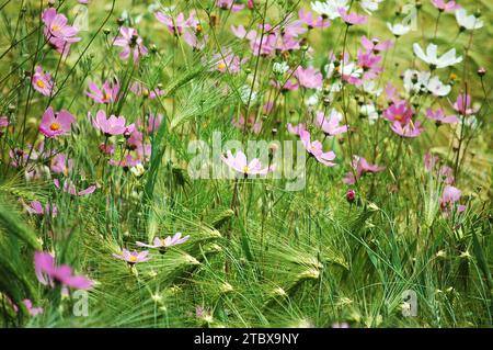 Un paysage extérieur pittoresque avec un vaste champ de fleurs sauvages en pleine floraison Banque D'Images