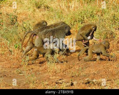 une troupe de babouins oléicoles femelles portant leurs bébés dans le parc du lac myanara, tanzanie, afrique de l'est Banque D'Images