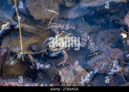 La grenouille comestible est une espèce de grenouille européenne commune, également connue sous le nom de grenouille d'eau commune ou grenouille verte. Il est utilisé pour l'alimentation, en particulier en France f Banque D'Images