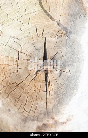 Matériau granulaire, bois massif avec une surface structurelle pour les textures de conception. Panneau grunge avec revêtement rugueux. Banque D'Images