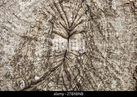 Matériau granulaire, bois massif avec une surface structurelle pour les textures de conception. Panneau grunge avec revêtement rugueux. Banque D'Images