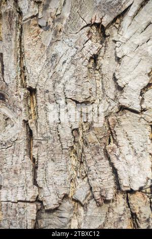 Matériau granulaire, bois massif avec une surface structurelle pour les textures de conception. Panneau grunge avec revêtement rugueux. Banque D'Images