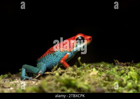 Grenouille à poison granulaire ou grenouille à poison granulaire (Oophaga granulifera) est une espèce de grenouille de la famille des Dendrobatidae, présente au Costa Rica et à Pan Banque D'Images