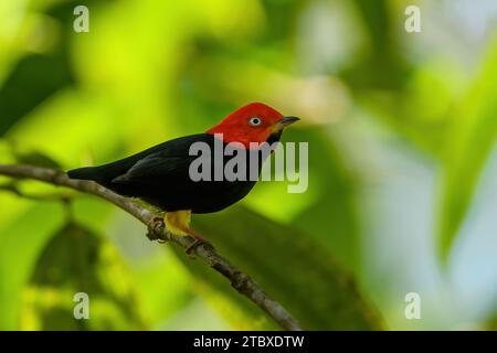 La manakine à coiffe rouge est une espèce d'oiseau de la famille des Pipridae. Banque D'Images