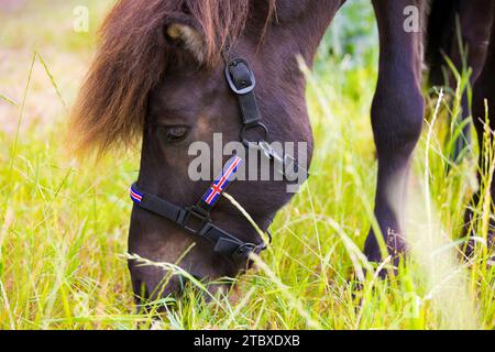 Portrait de cheval islandais - Headshot Banque D'Images