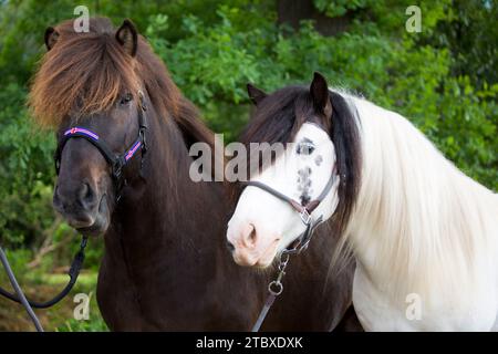 Portrait de chevaux islandais - Headshot Banque D'Images
