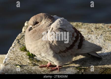 L'un des premiers oiseaux à être domestiqué par l'homme, le pigeon de roche a d'abord été gardé par les anciens Égyptiens comme source de nourriture. Banque D'Images