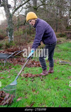 Femme plus âgée ratissant les feuilles d'automne de la pelouse de jardin de campagne à l'aide de brouette de râteau en novembre Carmarthenshire pays de Galles Royaume-Uni Grande-Bretagne KATHY DEWITT Banque D'Images