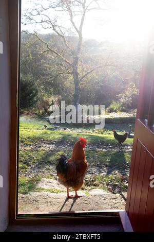 Coq de coq en plein air debout par la porte sur le pas de la porte d'une maison donnant sur le jardin de campagne dans le Morning Wales UK KATHY DEWITT Banque D'Images