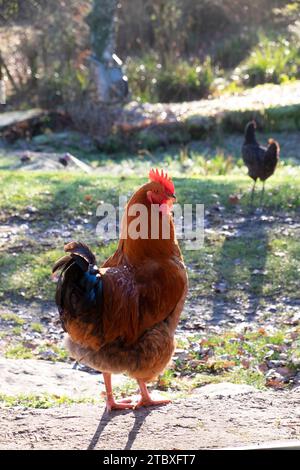 Coq de coq de croix rouge de Rhode Island debout sur la porte de la maison donnant sur le jardin de campagne en hiver matin lumière pays de Galles UK KATHY DEWITT Banque D'Images