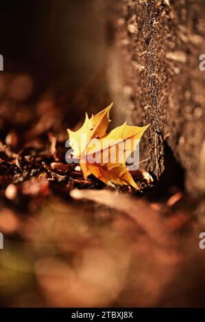Une feuille d'érable solitaire repose sur le sol au coucher du soleil, symbolisant la fin de l'automne. Banque D'Images