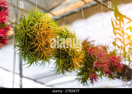 Tillandsia jaune et rouge ou plante aérienne qui pousse dans des pots suspendus. Banque D'Images