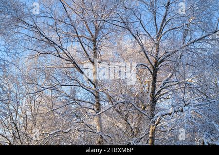 Betula pendula. Branches de bouleau argenté recouvertes de neige gelée. Écosse Banque D'Images