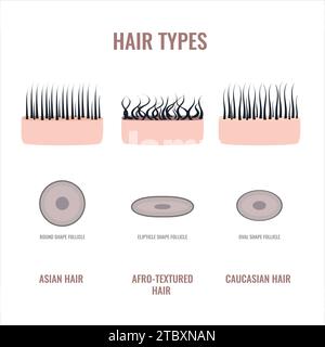 Types de cheveux, illustration conceptuelle Banque D'Images