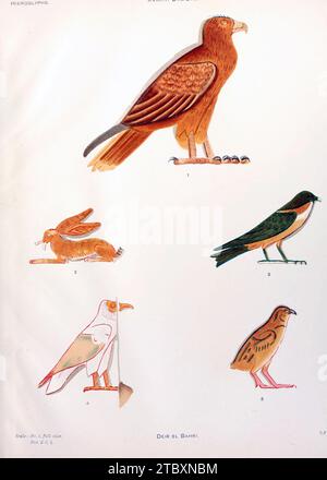 Hiéroglyphes de Deir EL Bahri, illustration Banque D'Images