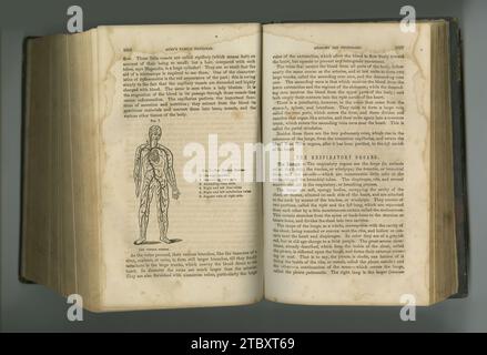 Vieux livre, pages et anatomie du système respiratoire ou des veines du corps en manuscrit, écriture ancienne ou littérature sur fond de studio. Historique Banque D'Images