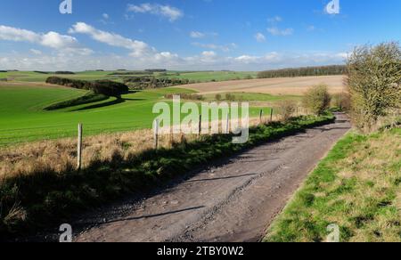 Un chemin de craie sur le Wiltshire Downs au-dessus de Berwick St James, regardant vers les lynchets de bande sur la colline de gauche. Banque D'Images