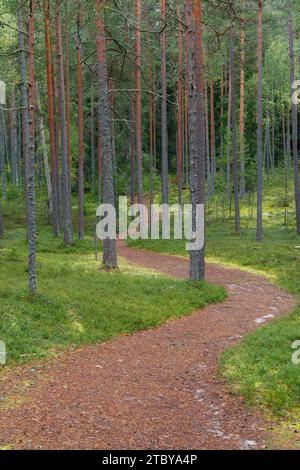 Sentier de randonnée au milieu de forêts de conifères en bois, entouré de mousse verte Banque D'Images