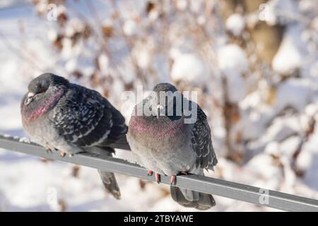 Deux pigeons bleus assis sur la clôture de garde-corps en métal avec couvert d'arbres de neige sur le fond dans le gel journée ensoleillée d'hiver. Gros plan. Mise au point sélective. Horiz Banque D'Images