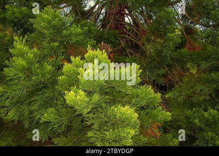Feuillage printanier du séquoia géant ou acajou géant en latin Sequoiadendron giganteum. Banque D'Images