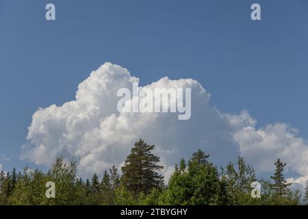 Forêt luxuriante de conifères au premier plan, avec de majestueux cumulus ornant le ciel azur Banque D'Images