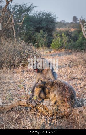 Babouins Chacma (Papio ursinus) se nourrissant de végétation sauvage et se toilettant mutuellement, parc national Kruger, Afrique du Sud Banque D'Images