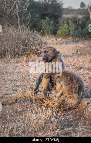 Babouins Chacma (Papio ursinus) se nourrissant de végétation sauvage et se toilettant mutuellement, parc national Kruger, Afrique du Sud Banque D'Images