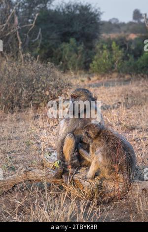 Babouins Chacma (Papio ursinus) se nourrissant de végétation sauvage et se toilettant mutuellement, parc national Kruger, Afrique du Sud Banque D'Images