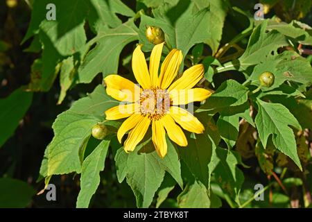 Tournesol mexicain ou marigot d'arbre (Tithonia diversifolia) sur le jardin Banque D'Images