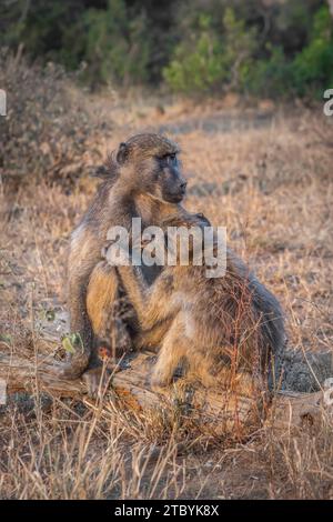 Babouins Chacma (Papio ursinus) se nourrissant de végétation sauvage et se toilettant mutuellement, parc national Kruger, Afrique du Sud Banque D'Images