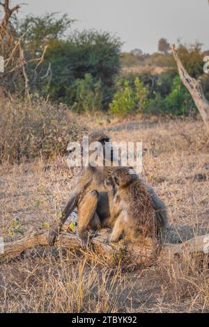 Babouins Chacma (Papio ursinus) se nourrissant de végétation sauvage et se toilettant mutuellement, parc national Kruger, Afrique du Sud Banque D'Images