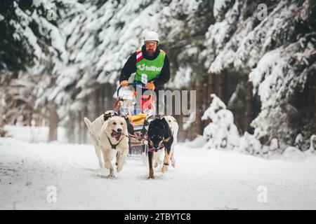 Courses de chiens de traîneau avec Huskies. Ottenschlag, Waldviertel, Autriche Banque D'Images