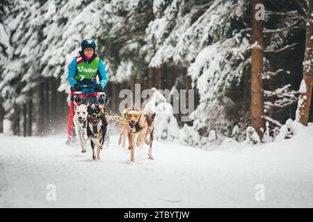 Courses de chiens de traîneau avec les Huskies d'Alaska. Ottenschlag, Waldviertel, Autriche Banque D'Images