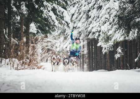Courses de chiens de traîneau avec Huskies. Ottenschlag, Waldviertel, Autriche Banque D'Images