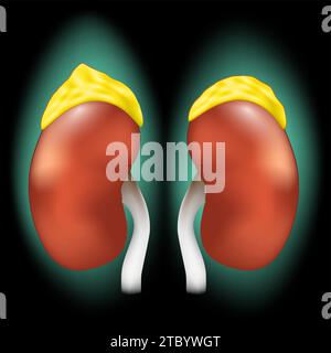 Glandes surrénales. Reins réalistes et glandes surrénales avec effet lumineux. Système endocrinien. Anatomie du corps humain. Image pour la conception de soins de santé. Vecteur Illustration de Vecteur