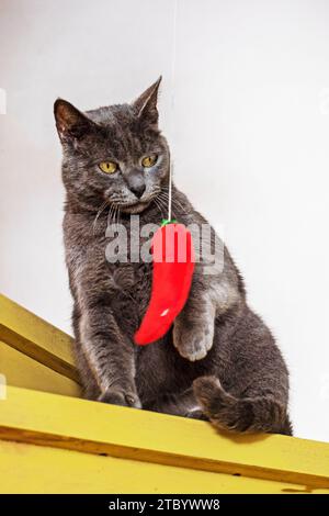 Chat birman joue avec un jouet rouge doux sur les marches en bois Banque D'Images