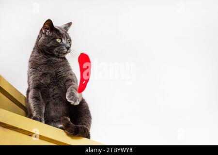 Chat birman joue avec un jouet rouge doux sur les marches en bois Banque D'Images